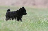 SCHIPPERKE 412